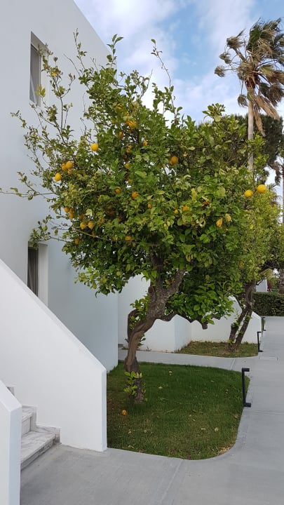 Gartenanlage Summer Village of Hippokrates - Adults only