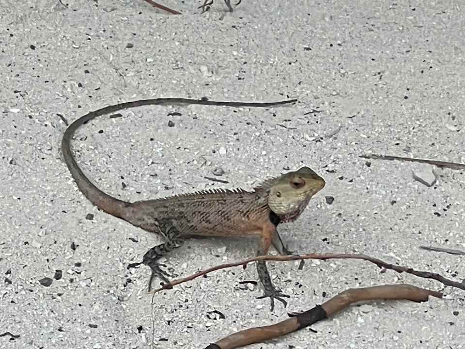 Gartenanlage Centara Ras Fushi Resort & Spa Maldives