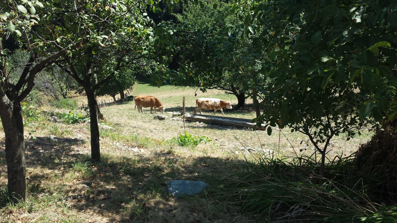 Unsere Nachbarn  PURESLeben Ferienhaus Lieschnegg am Tunauberg