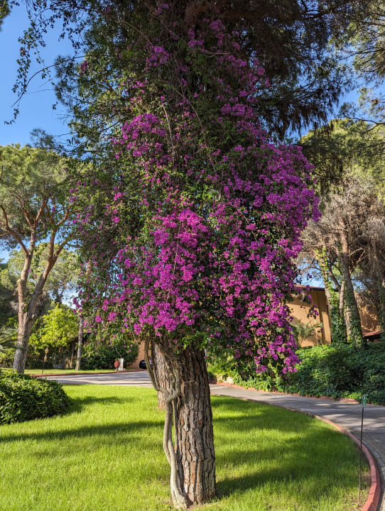 Gartenanlage Asteria Family Belek