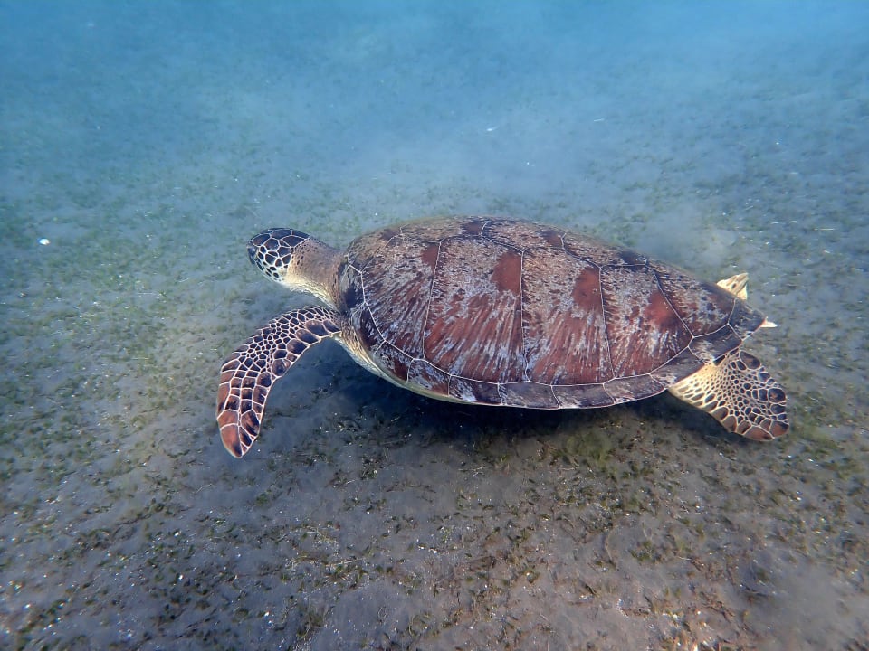 Strand Shams Alam Beach Resort