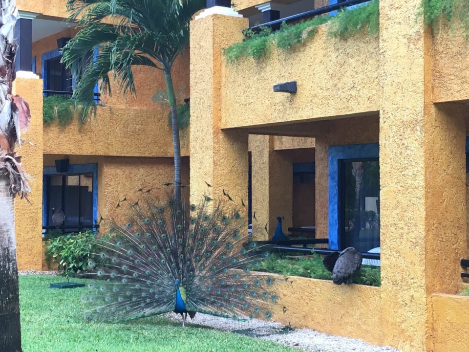 Zimmer Iberostar Waves Tucan