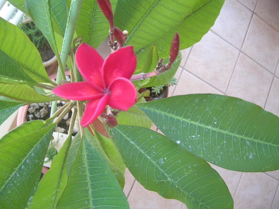 Seltene Plumeria Hotel Kathrin Beach