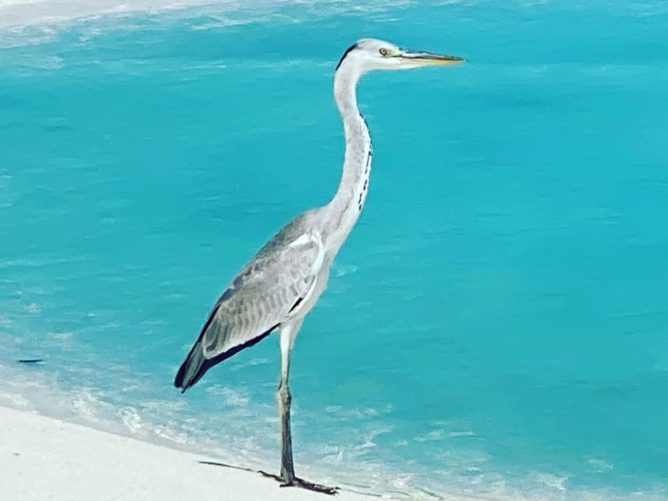 Strand Constance Halaveli Maldives
