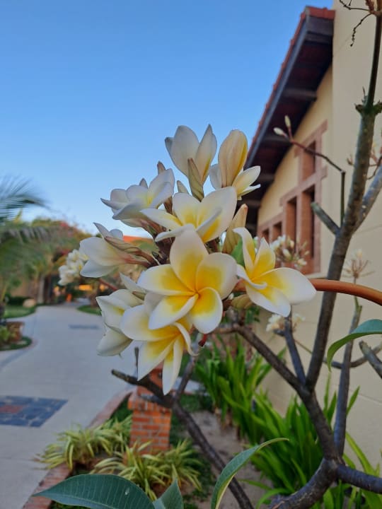 Gartenanlage Pandanus Resort