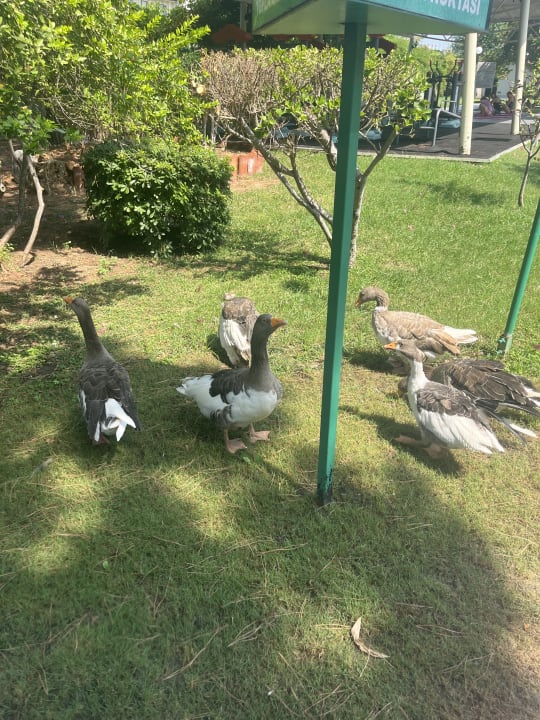 Gartenanlage VONRESORT Golden Beach