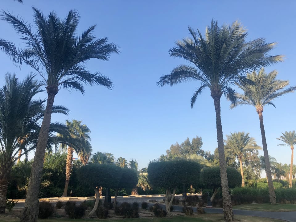 Gartenanlage Steigenberger ALDAU Beach Hotel