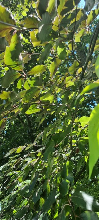 Gartenanlage Pałac Ciekocinko Hotel Resort & Wellness