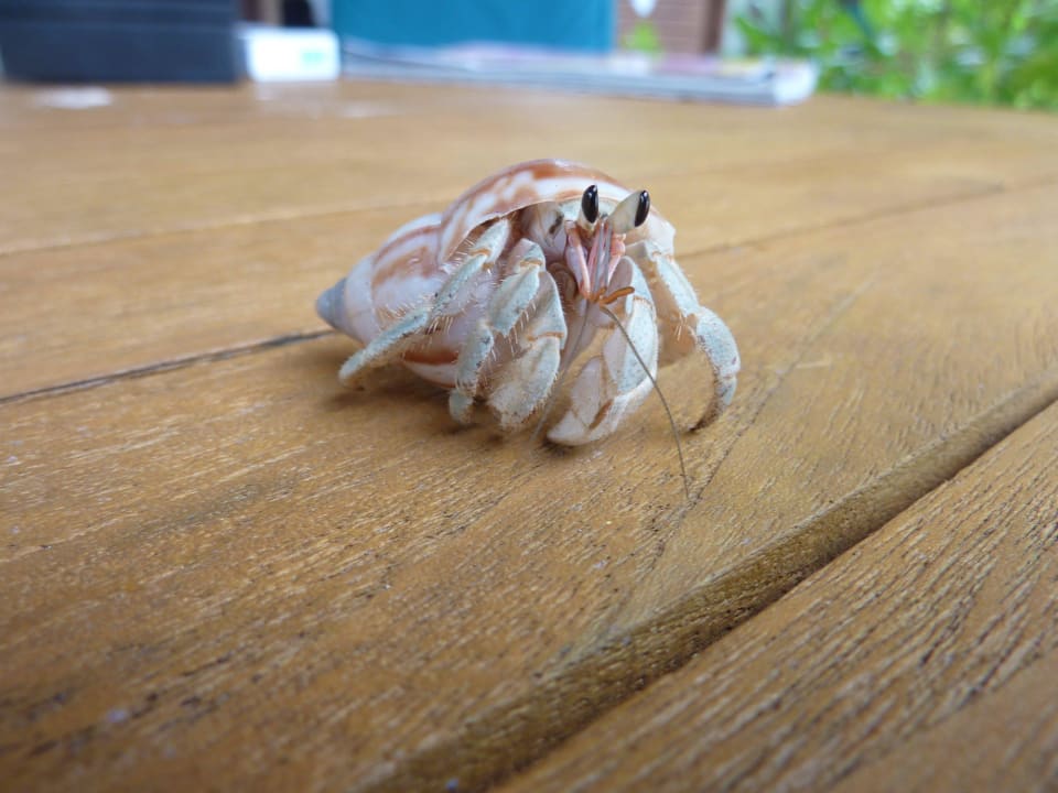 Taschenkrebs Meeru Maldives Resort Island