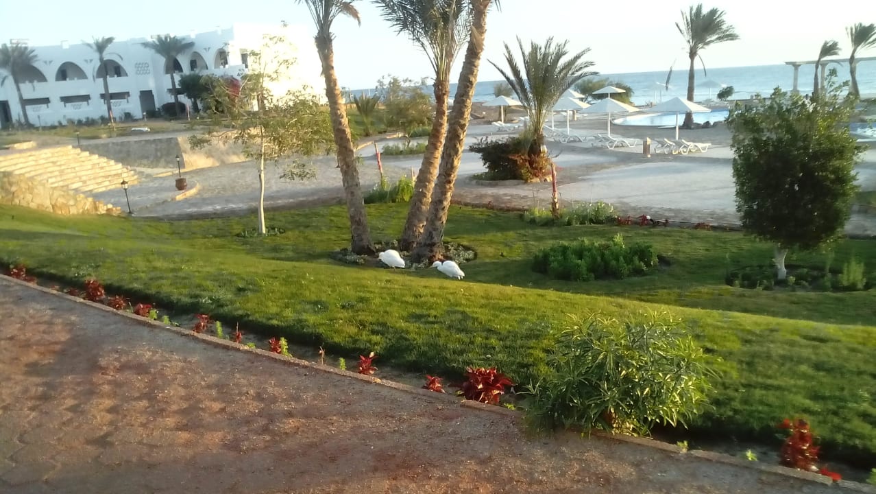 Kuhreiher bei der Futter suche Three Corners Equinox Beach Resort