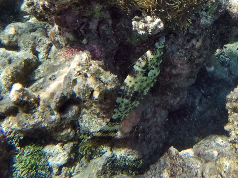 Lederjacke - Feilenfisch NH Collection Maldives Havodda Resort