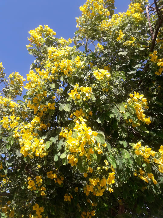 Gartenanlage Steigenberger ALDAU Beach Hotel