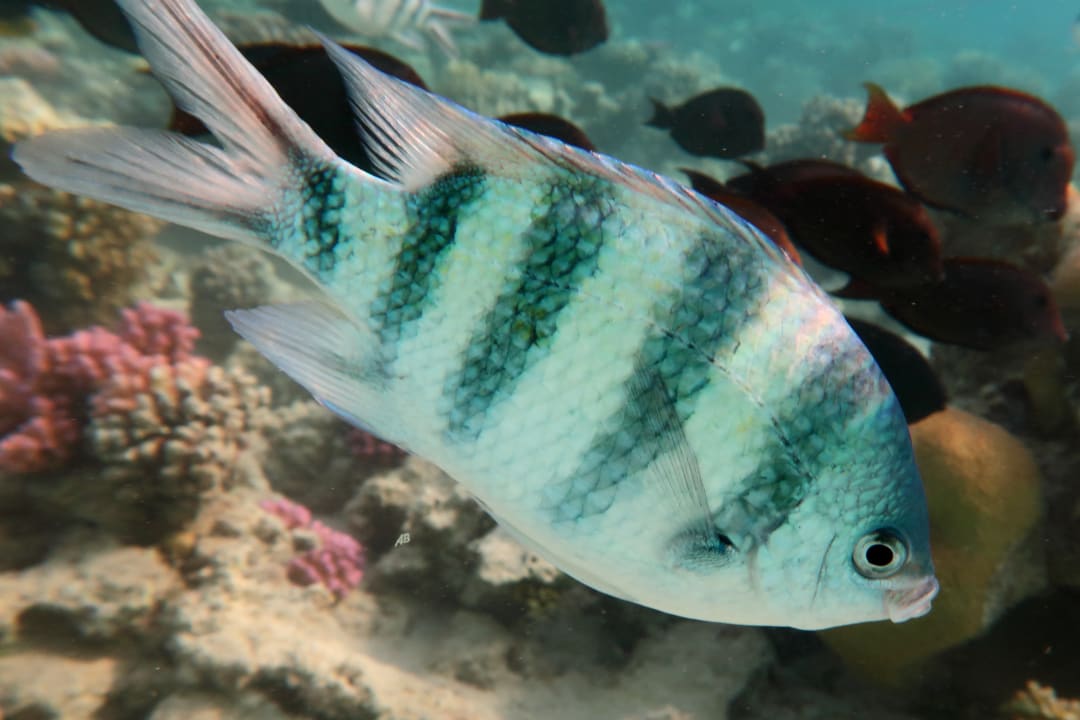 Strand Makadi Spa - Adults only