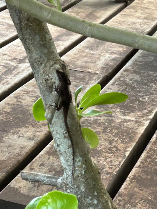 Gartenanlage Akumal Bay Beach & Wellness Resort