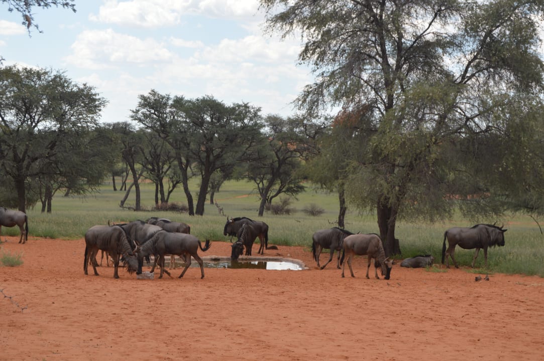 Sonstiges Intu Afrika - Zebra Kalahari Lodge