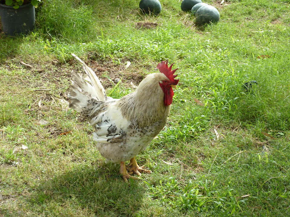 Der Hahn des Hauses Agriturismo Pedra de Mari