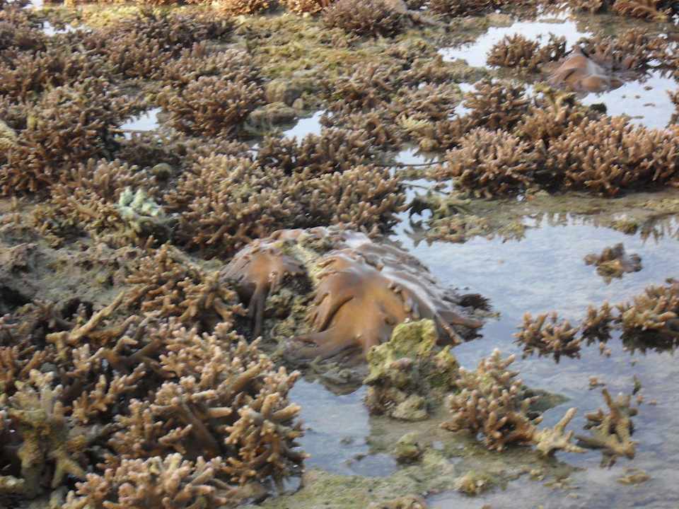 Hausriff bei Ebbe Love's Lodge & Resort