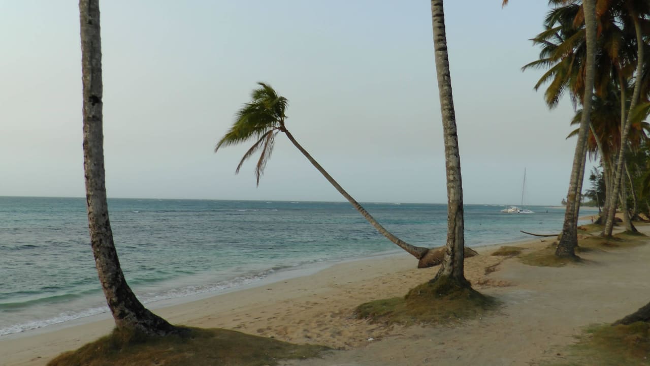 Sturmerprobte Palme Hotel La Dolce Vita Residence