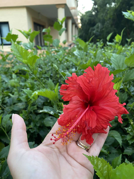 Gartenanlage Grand Palladium Select White Sand Resort & Spa