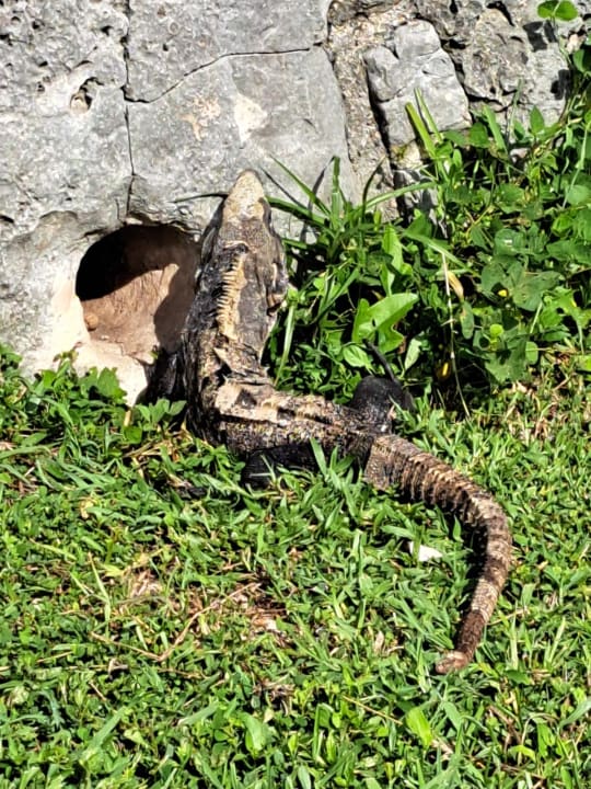 Gartenanlage Bahia Principe Grand Tulum