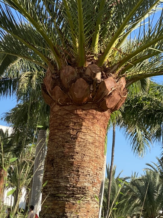 Gartenanlage Hotel Riu Gran Canaria