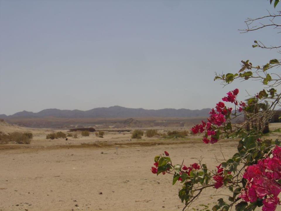 Blick in die Wueste Brayka Bay Resort