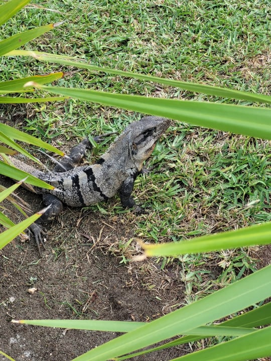 Gartenanlage Hotel Riu Dunamar
