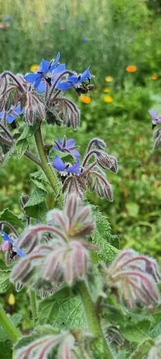 Gartenanlage Pałac i Folwark Galiny