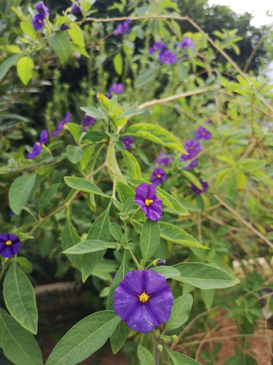 Garten TUI SUNEO Chrissi Amoudia