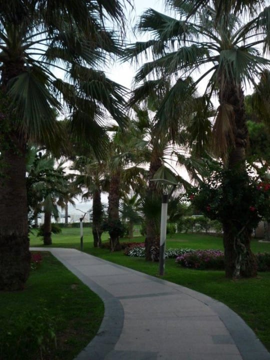 Zahrada-stín palem Papillon Ayscha