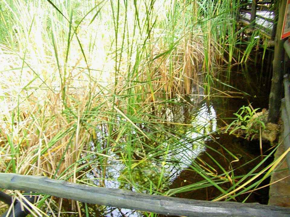 Teich mit Fischbesatz Hotel Papillon Lagoon Reef
