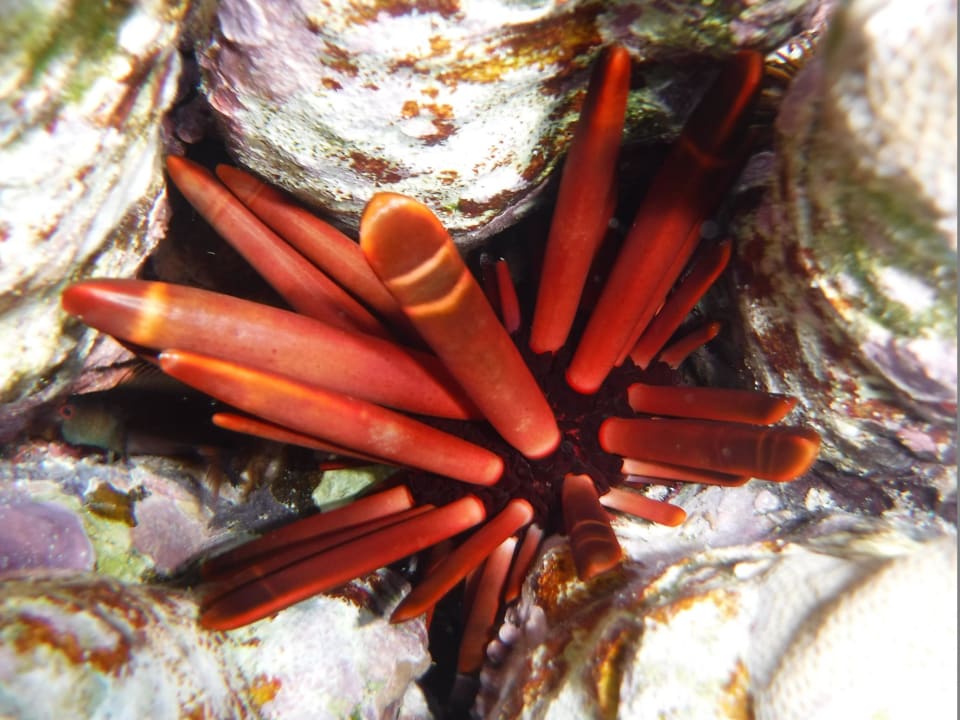 Sport & Freizeit Rohanou Beach Resort