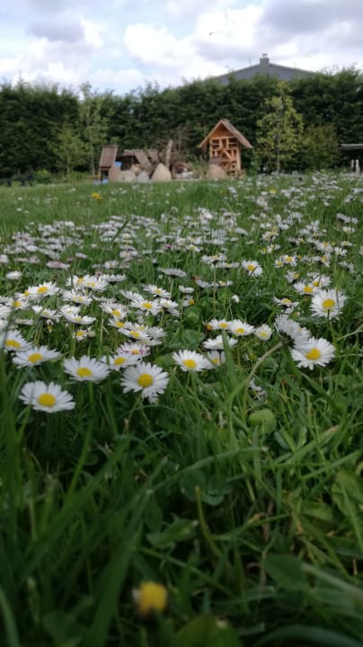 Gänseblümchenwiese Spreewaldpension Beesk