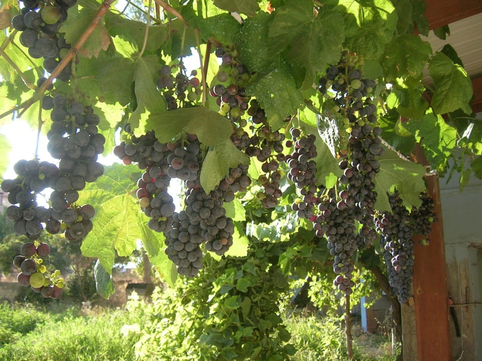 Grapes Hotel Kathrin Beach