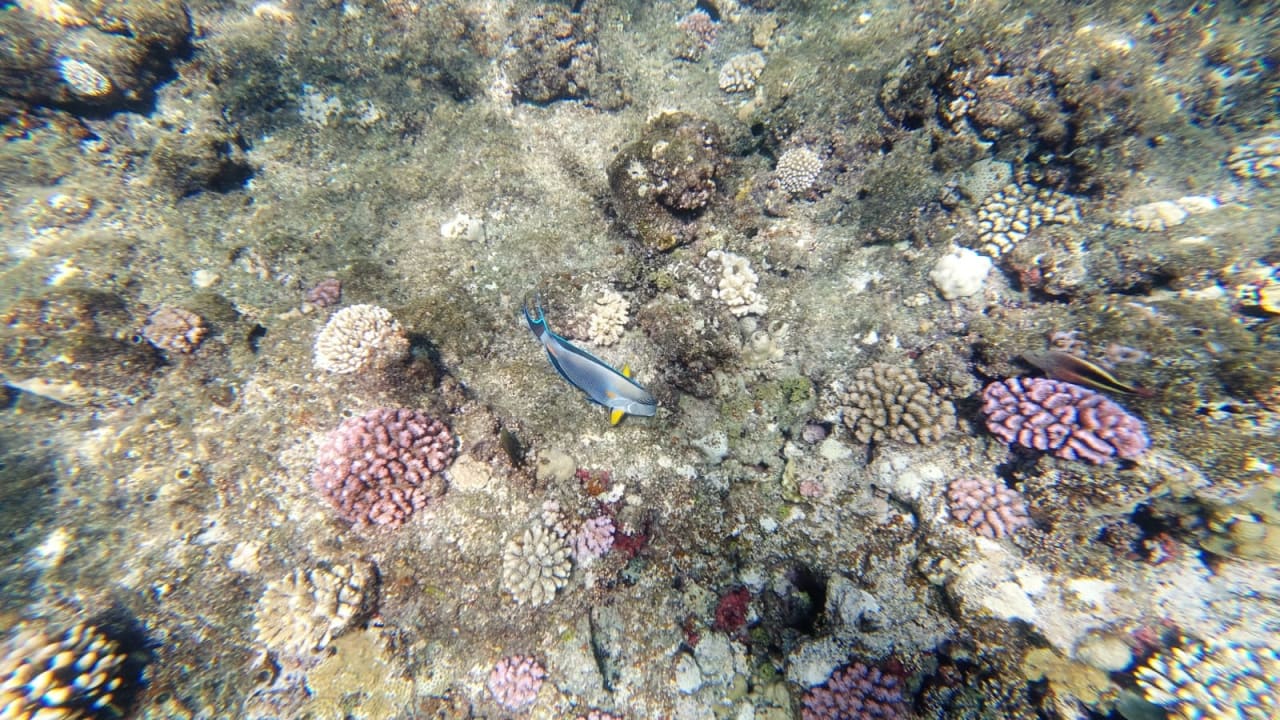 Sport & Freizeit Three Corners Sea Beach Resort