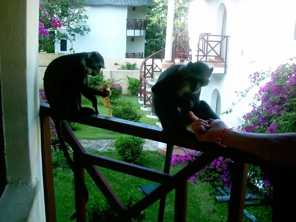 Haustiere Neptune Village Beach Resort & Spa