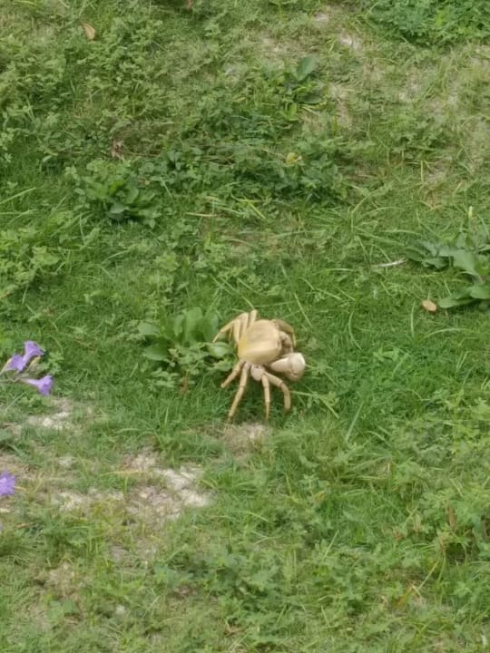 Gartenanlage Hotel Riu Negril