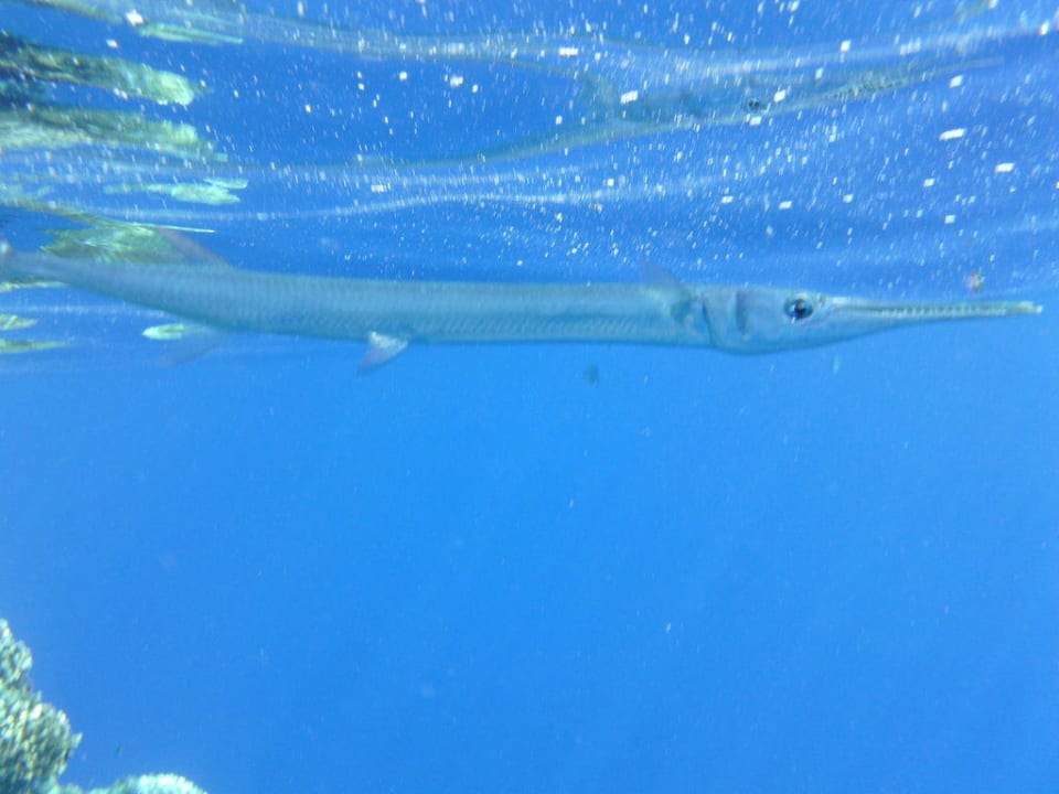 Hecht The Grand Hotel Sharm El Sheikh