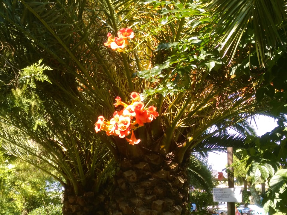 Gartenanlage Apollonia Beach Resort & Spa