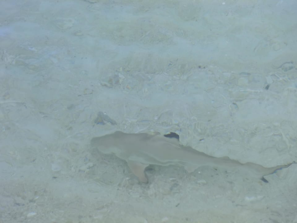 Ein kleiner Besucher Perhentian Tuna Bay Island Resort