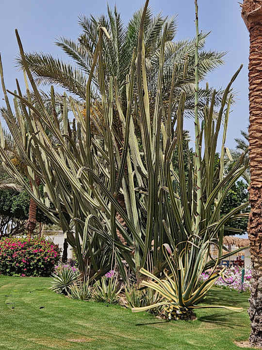 Außenansicht Desert Rose
