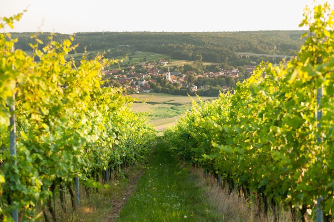 Herrliche Landschaft mit Weingärten Wilfinger Bio Thermen Hotel