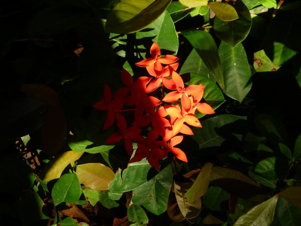 Pflanzenwelt Grand Palladium Select Bávaro Resort & Spa