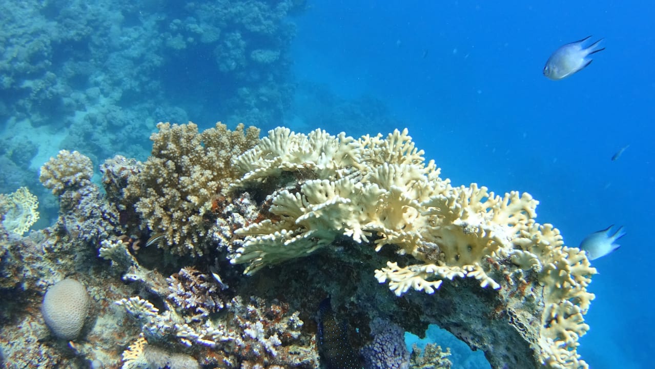 Strand Steigenberger Coraya Beach - Adults only