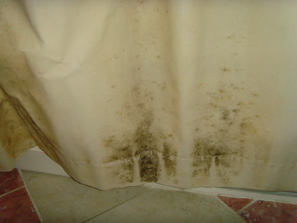 Schimmel Royal Tulip Taj Sultan