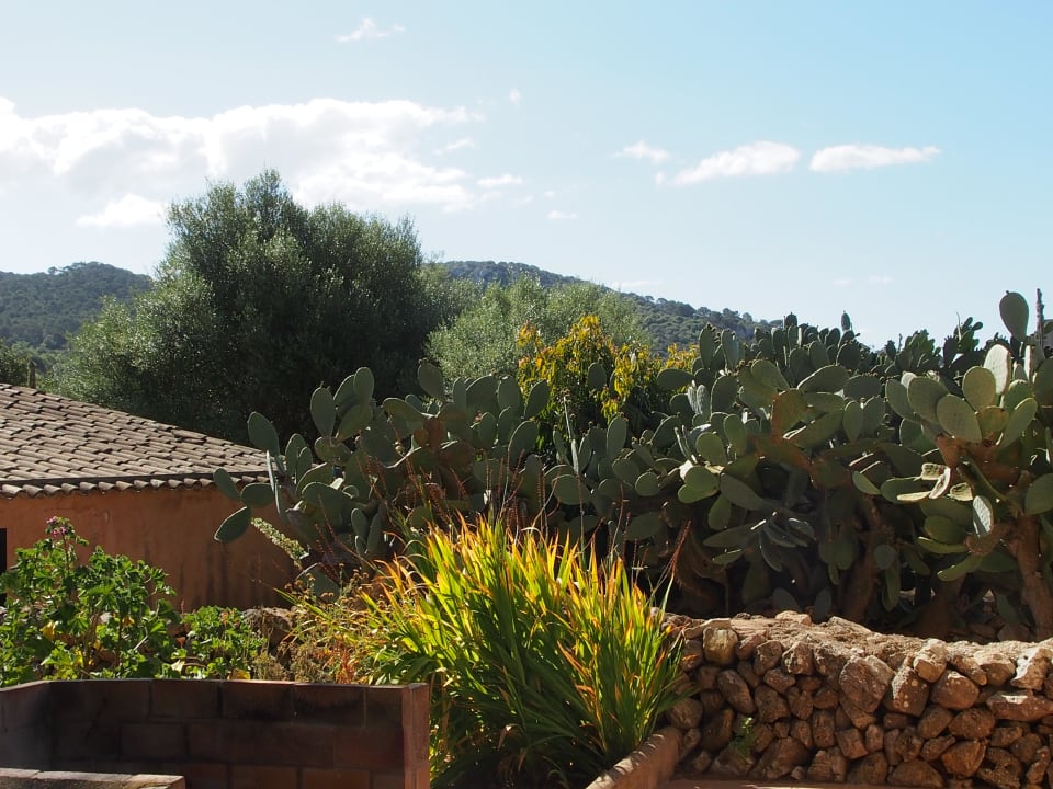 Außenanlage mit viel grün Hotel Sa Galera