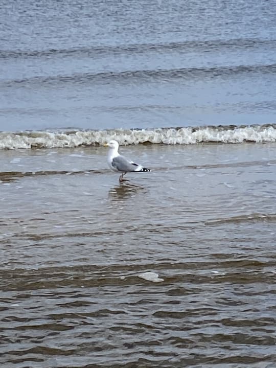 Strand Hotel Wald und See