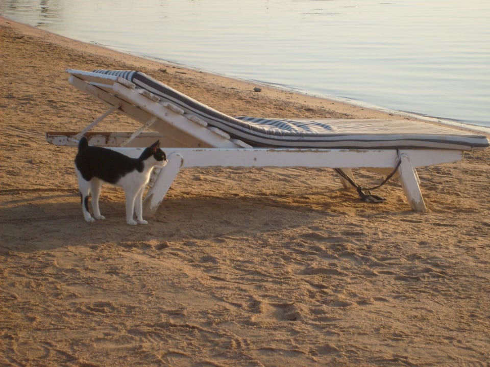 Batman am Strand The Grand Hotel Hurghada