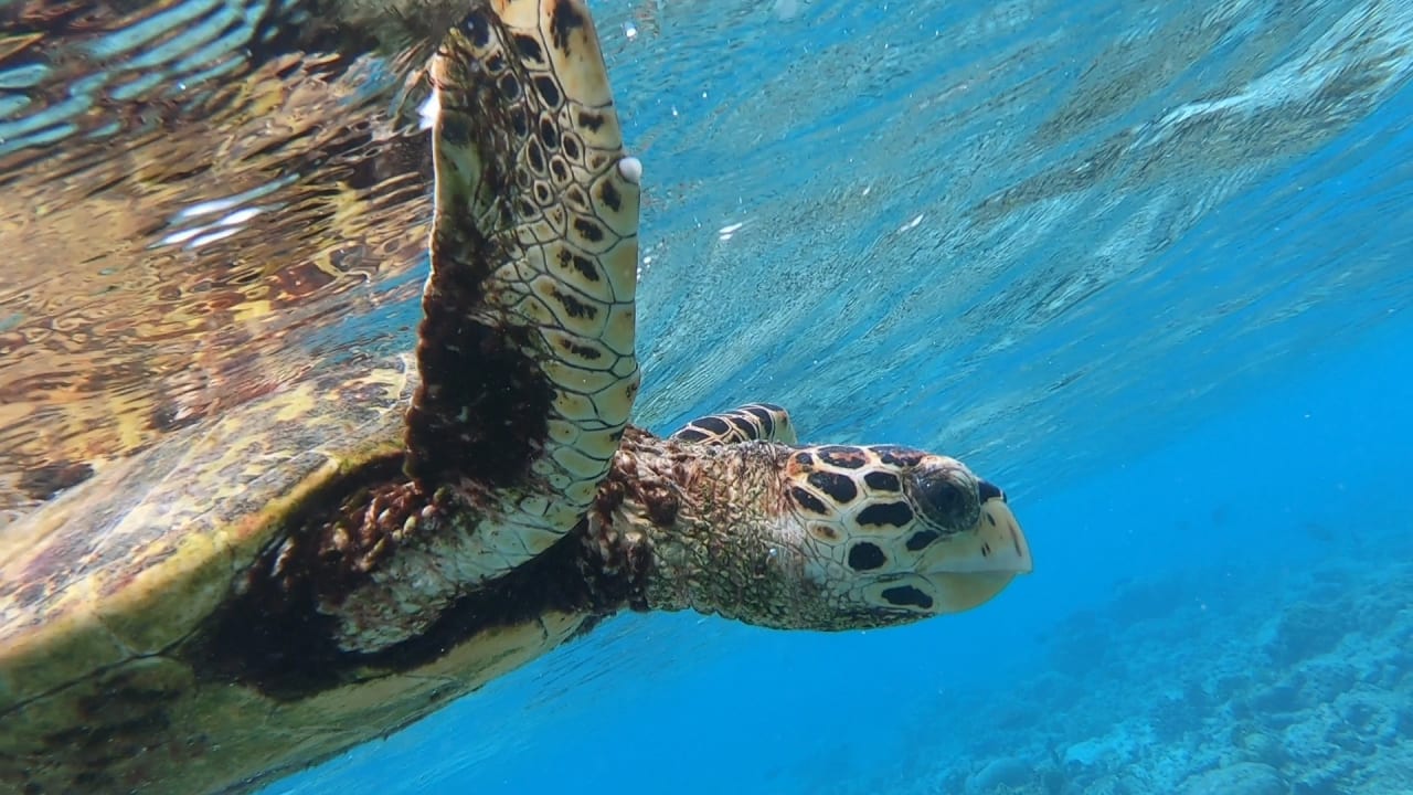 Sport & Freizeit NH Collection Maldives Reethi Resort