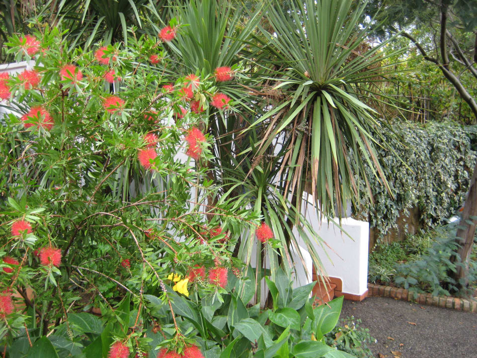 Schöne Blumen. Poggio Aragosta